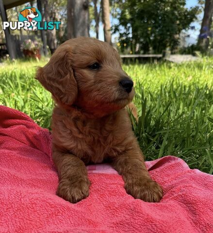 2 beautiful boy Groodle Pups (Therapy Dogs)