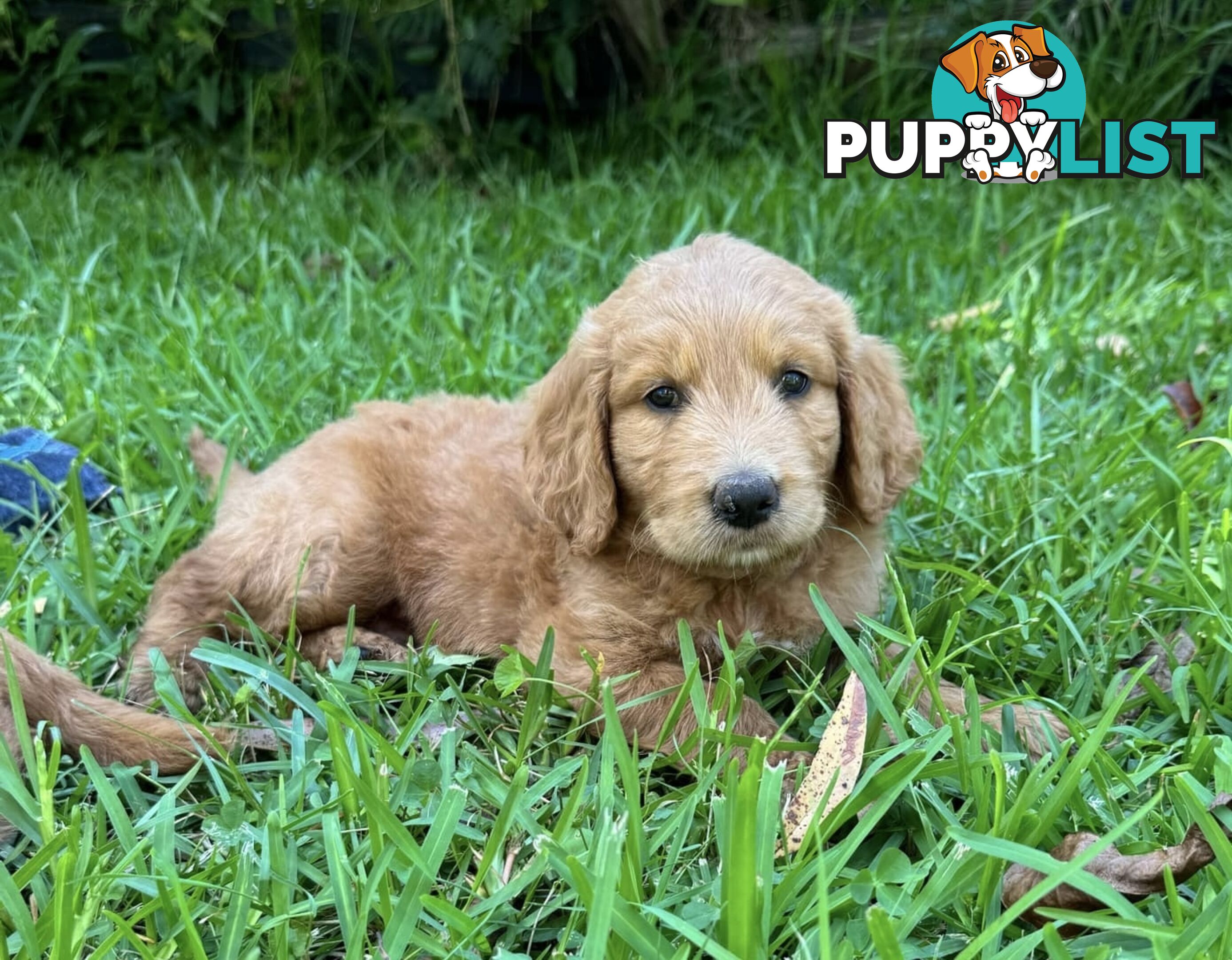 2 beautiful boy Groodle Pups (Therapy Dogs)