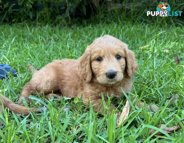 2 beautiful boy Groodle Pups (Therapy Dogs)