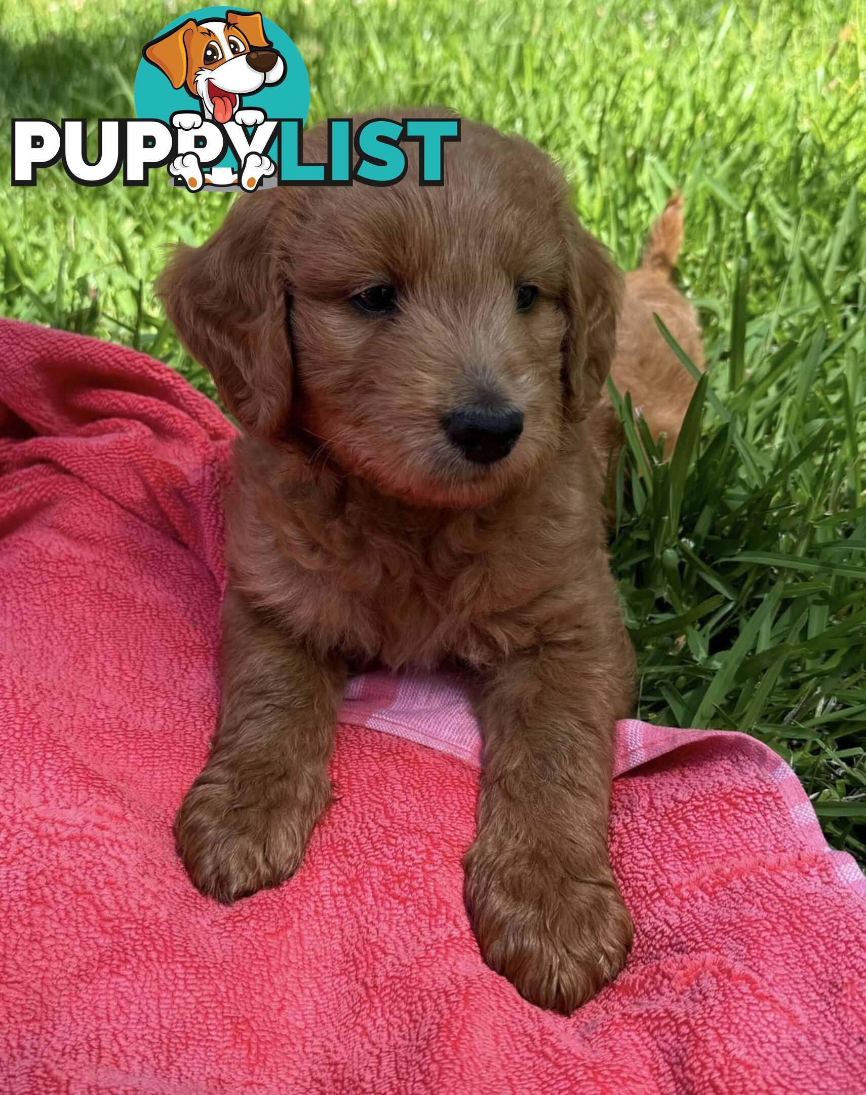 2 beautiful boy Groodle Pups (Therapy Dogs)