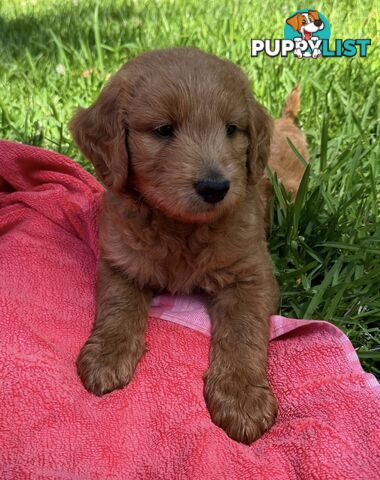 2 beautiful boy Groodle Pups (Therapy Dogs)