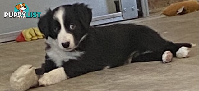 Gorgeous Border Collie Puppy