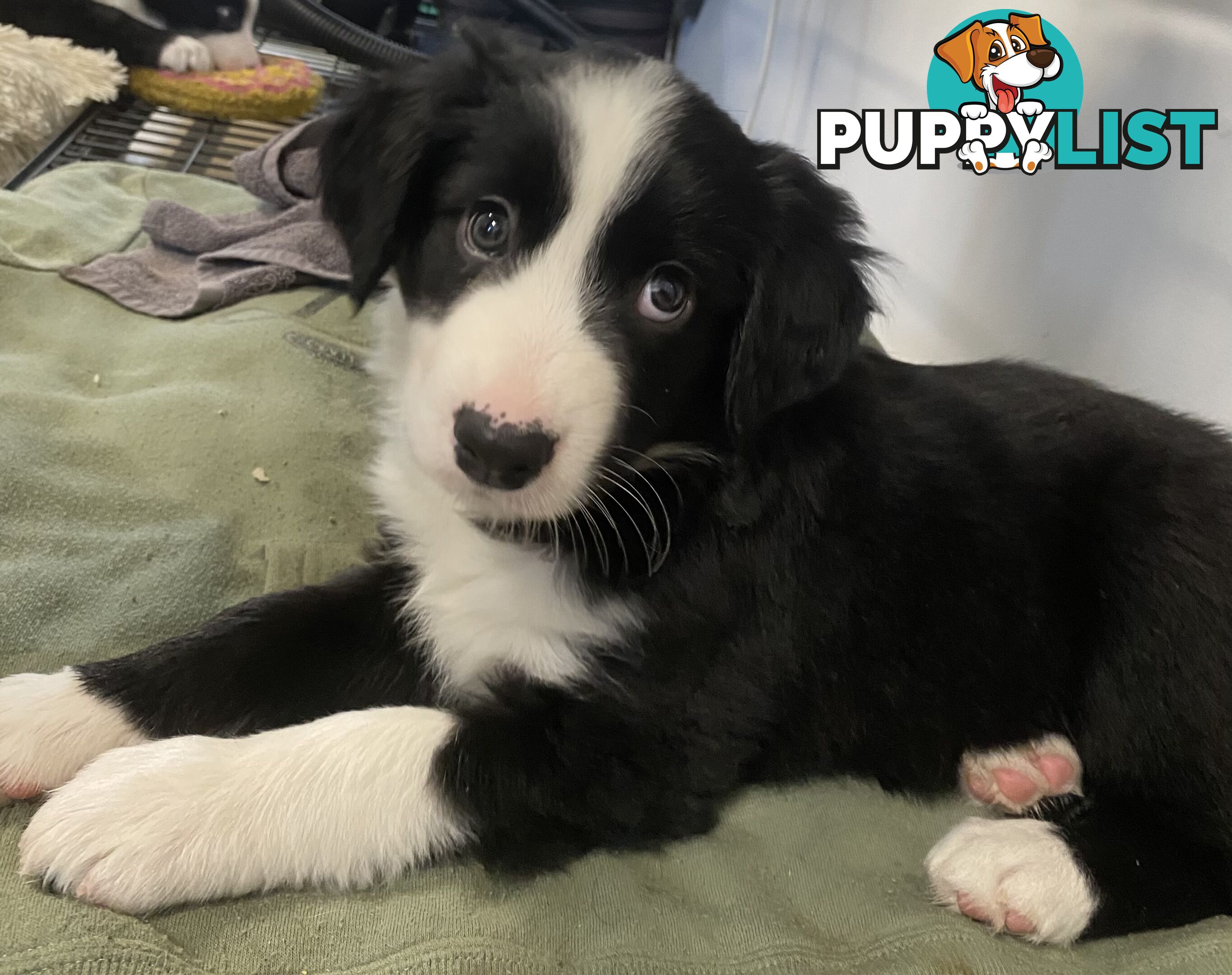 Gorgeous Border Collie Puppy