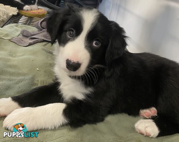 Gorgeous Border Collie Puppy