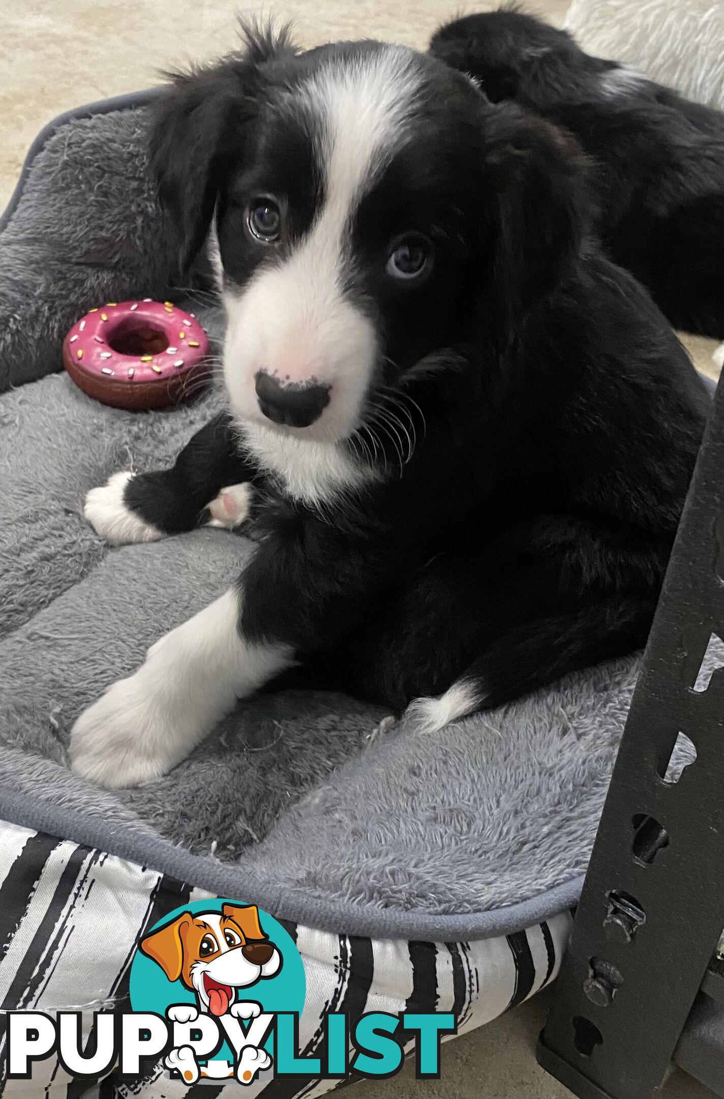 Gorgeous Border Collie Puppy