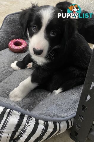 Gorgeous Border Collie Puppy