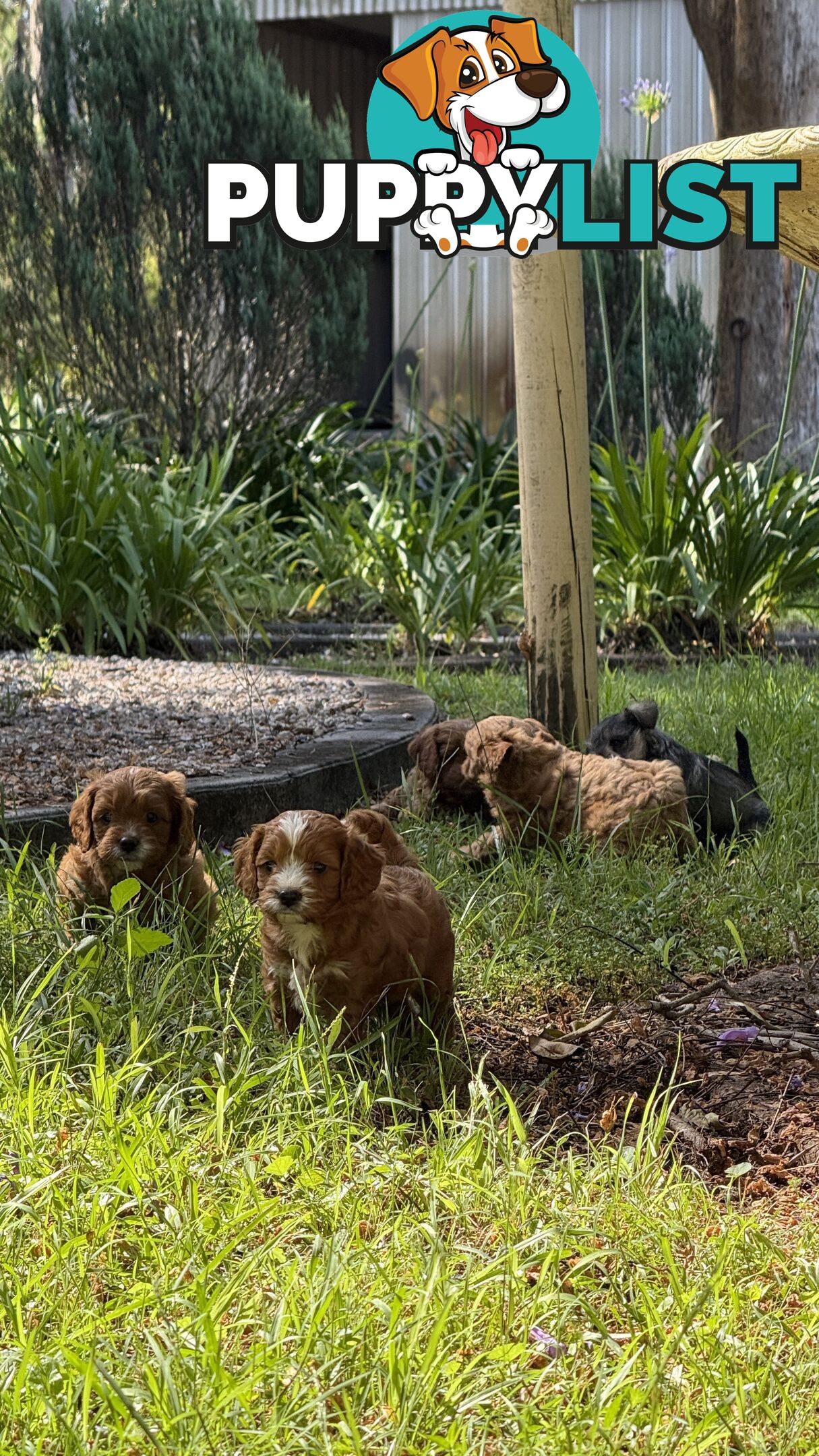 3 girls & 2 boys Cavoodle Puppies