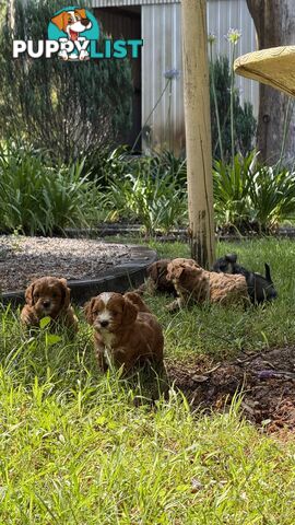 3 girls & 2 boys Cavoodle Puppies