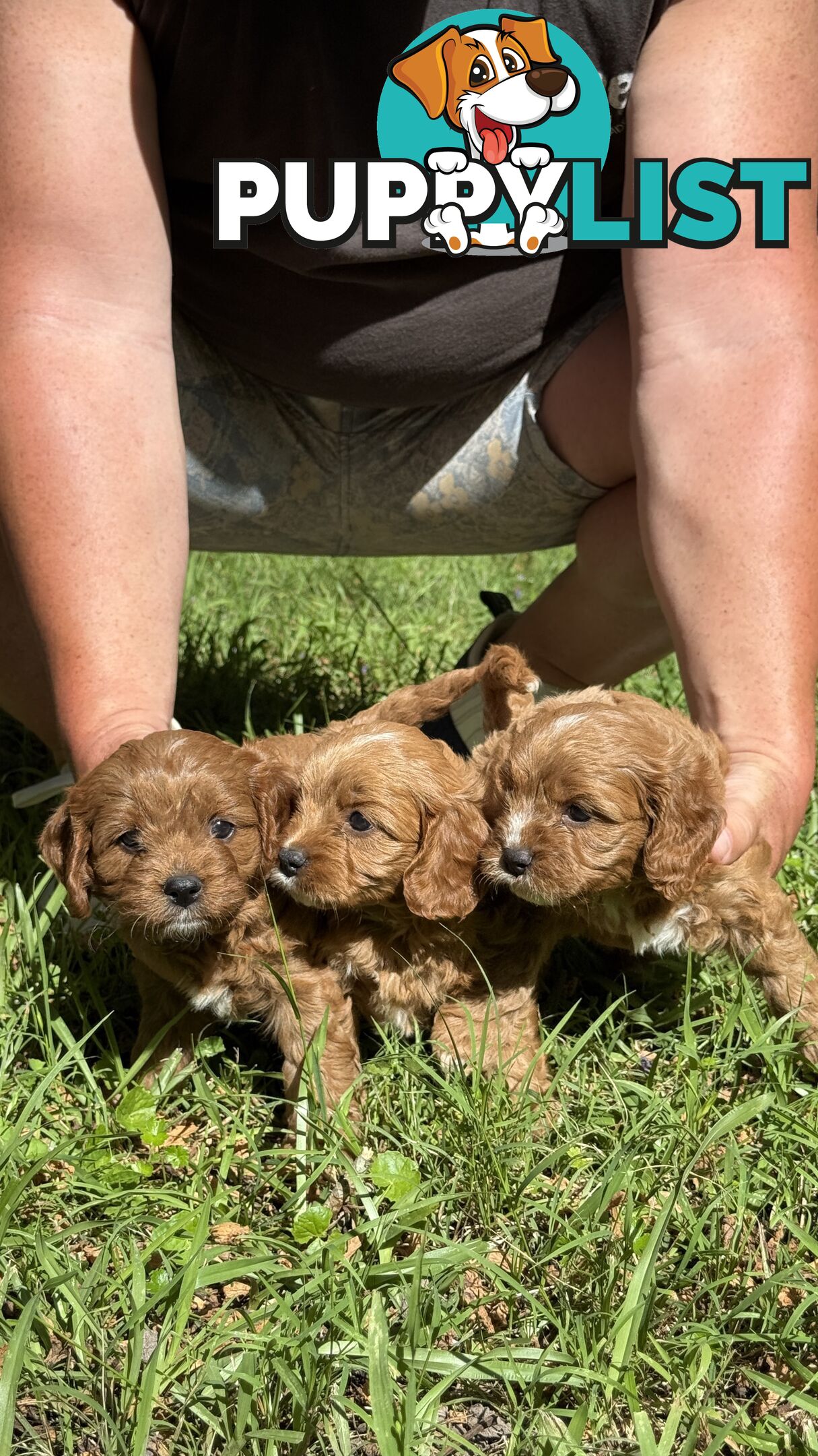 3 girls & 2 boys Cavoodle Puppies