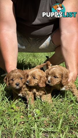 3 girls & 2 boys Cavoodle Puppies