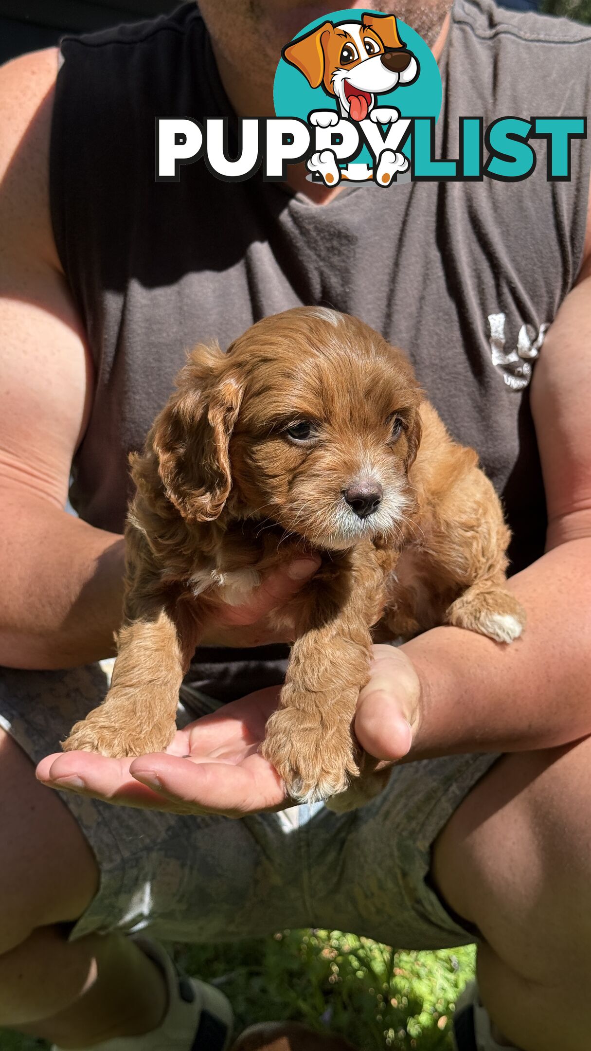 3 girls & 2 boys Cavoodle Puppies