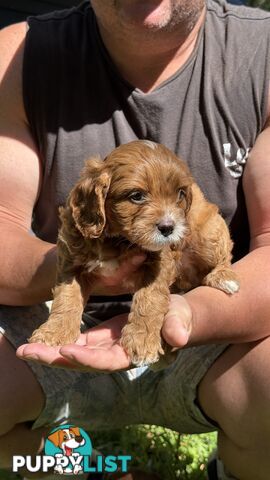 3 girls & 2 boys Cavoodle Puppies