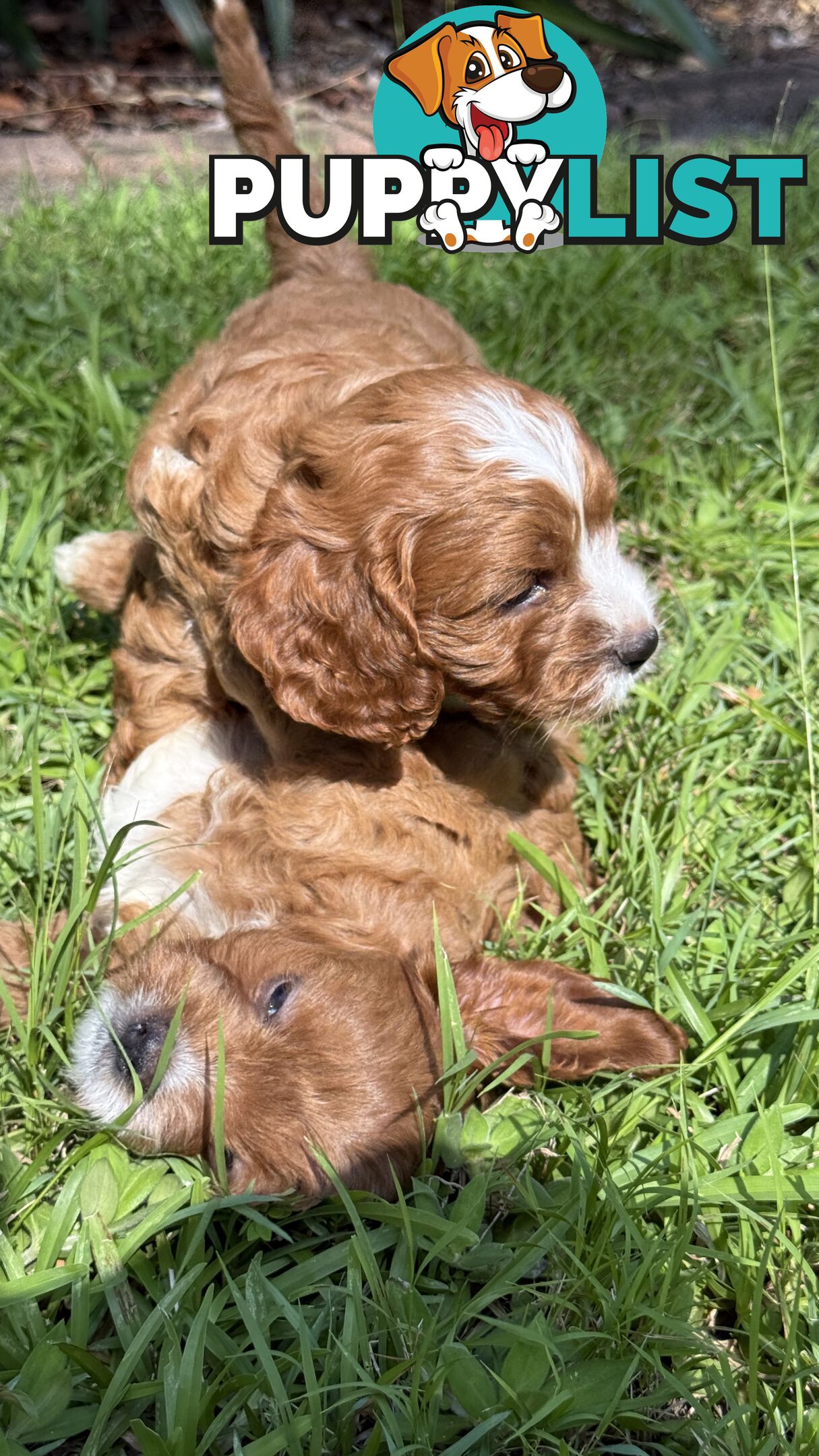 3 girls & 2 boys Cavoodle Puppies