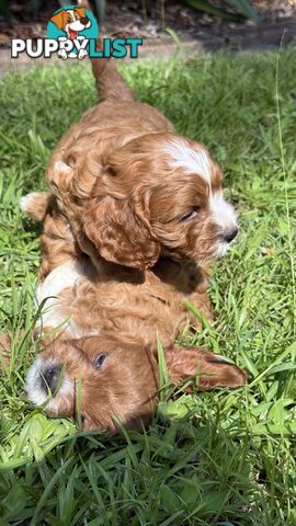 3 girls & 2 boys Cavoodle Puppies