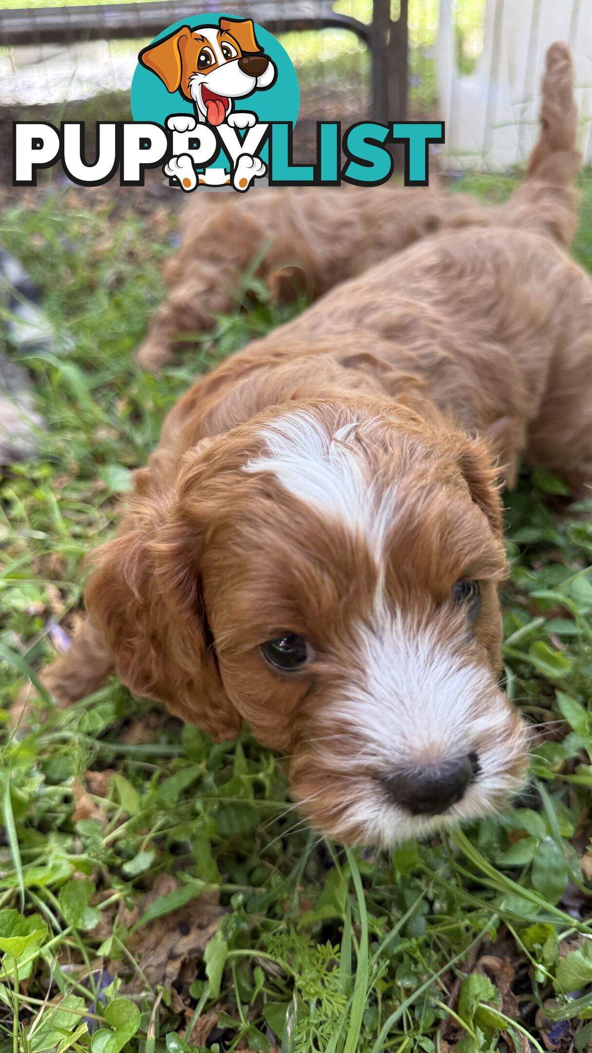 3 girls & 2 boys Cavoodle Puppies