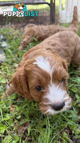 3 girls & 2 boys Cavoodle Puppies