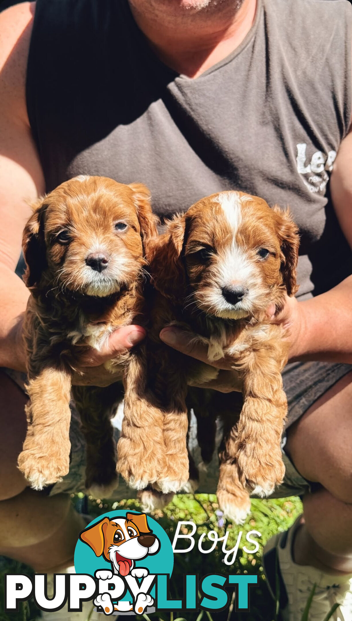 3 girls & 2 boys Cavoodle Puppies