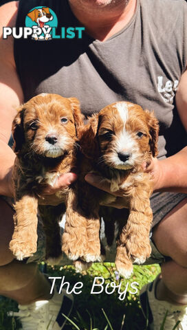 3 girls & 2 boys Cavoodle Puppies