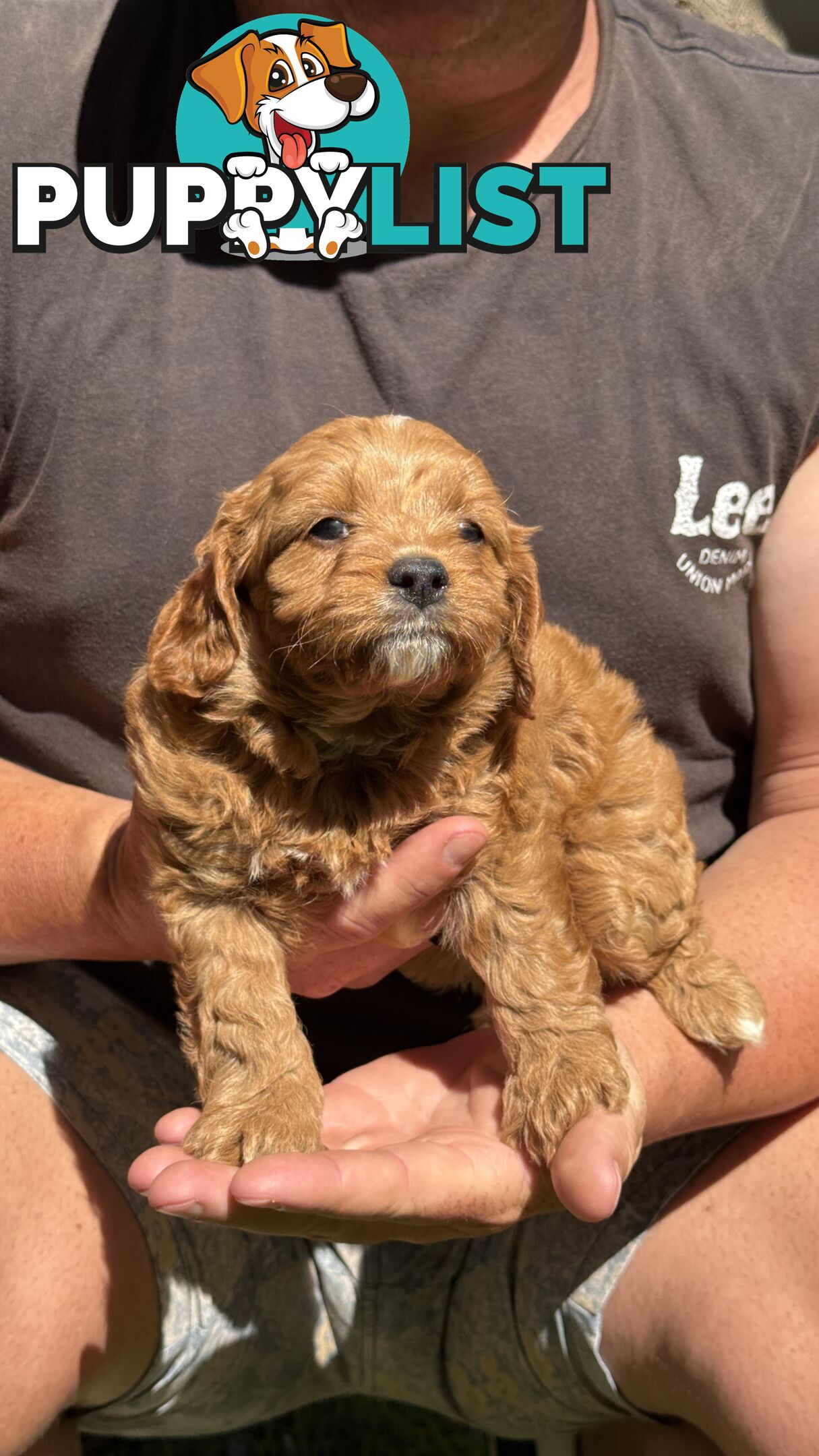 3 girls & 2 boys Cavoodle Puppies