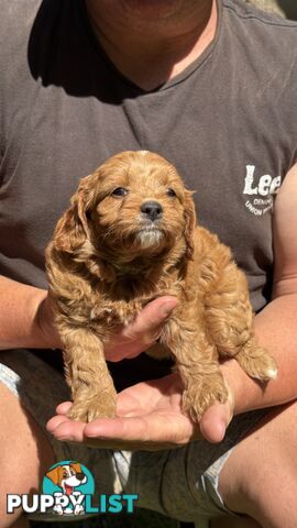 3 girls & 2 boys Cavoodle Puppies