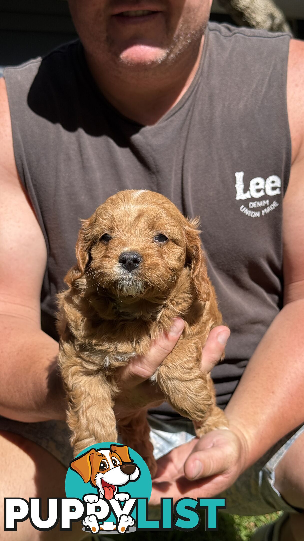 3 girls & 2 boys Cavoodle Puppies