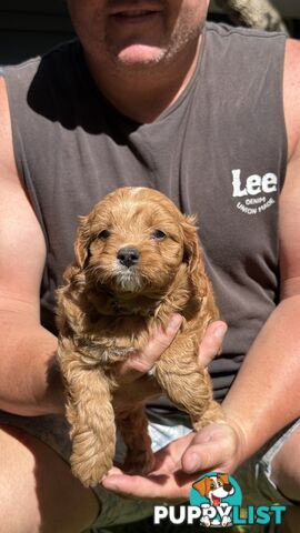 3 girls & 2 boys Cavoodle Puppies