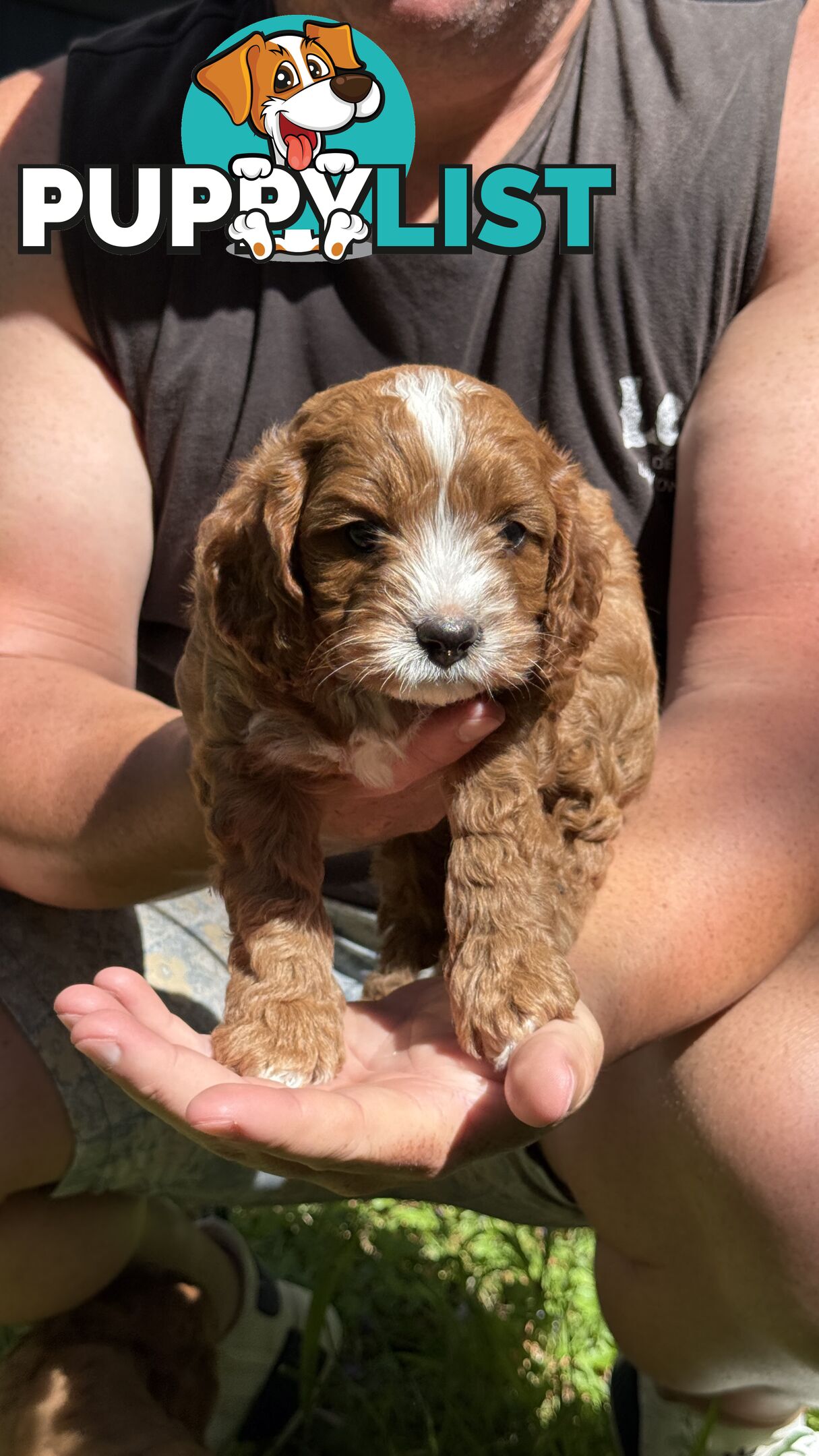 3 girls & 2 boys Cavoodle Puppies