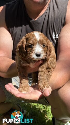 3 girls & 2 boys Cavoodle Puppies