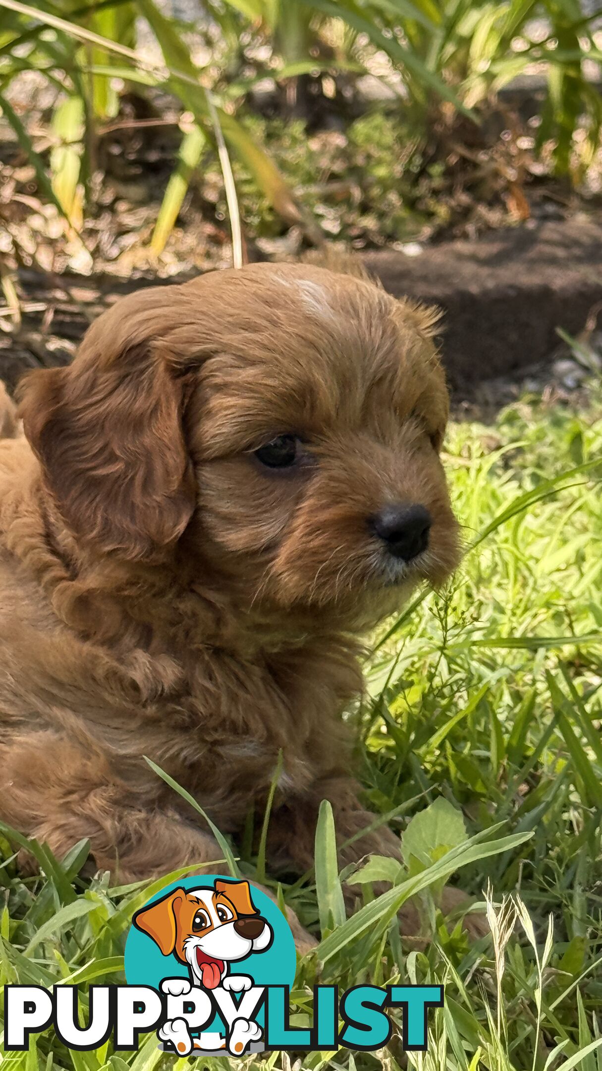 3 girls & 2 boys Cavoodle Puppies