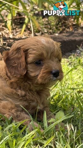 3 girls & 2 boys Cavoodle Puppies