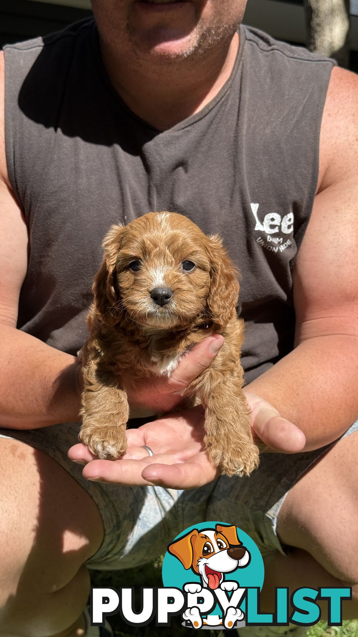 3 girls & 2 boys Cavoodle Puppies