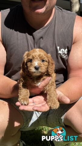 3 girls & 2 boys Cavoodle Puppies