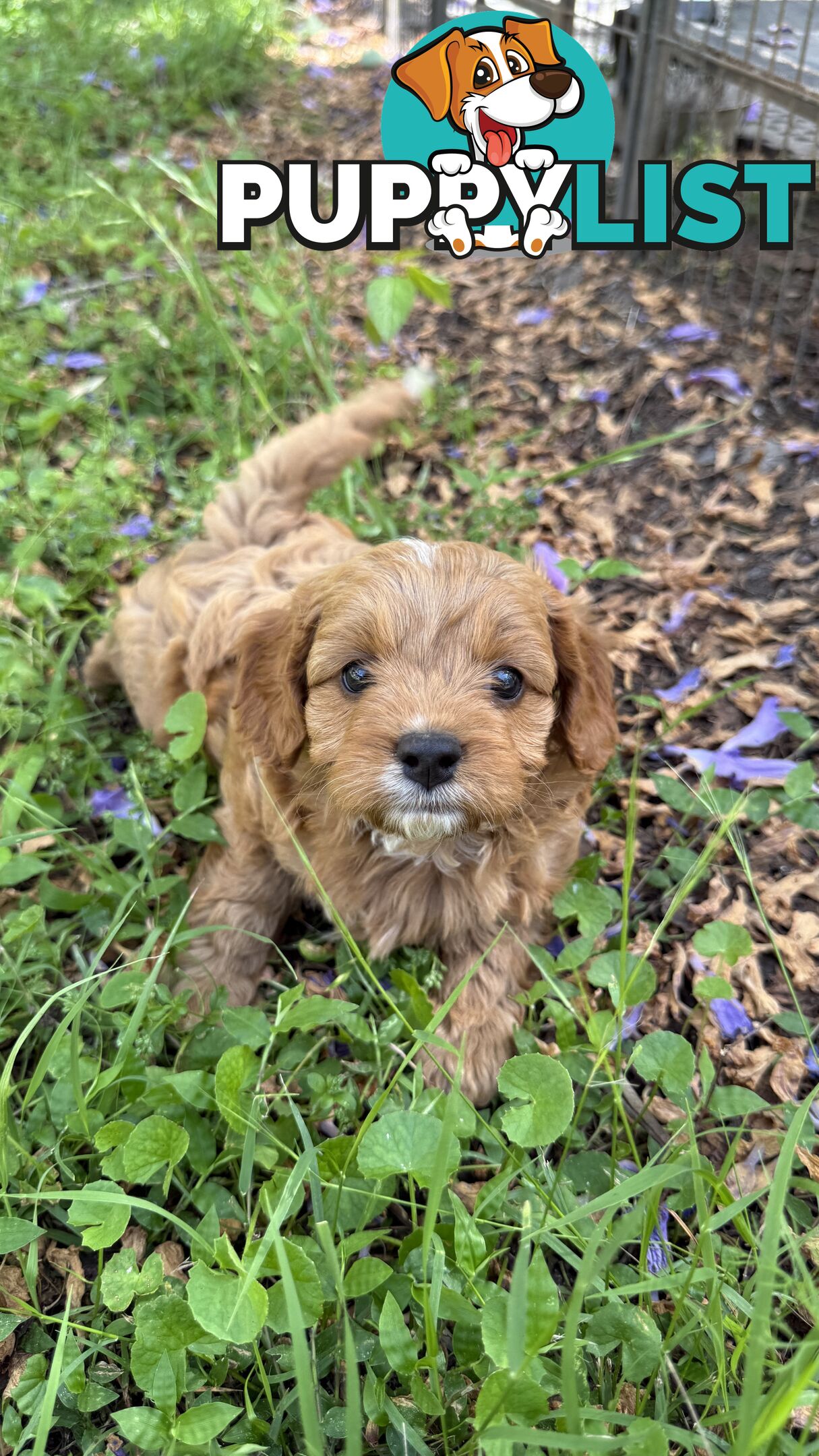 3 girls & 2 boys Cavoodle Puppies