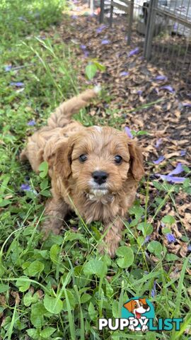 3 girls & 2 boys Cavoodle Puppies