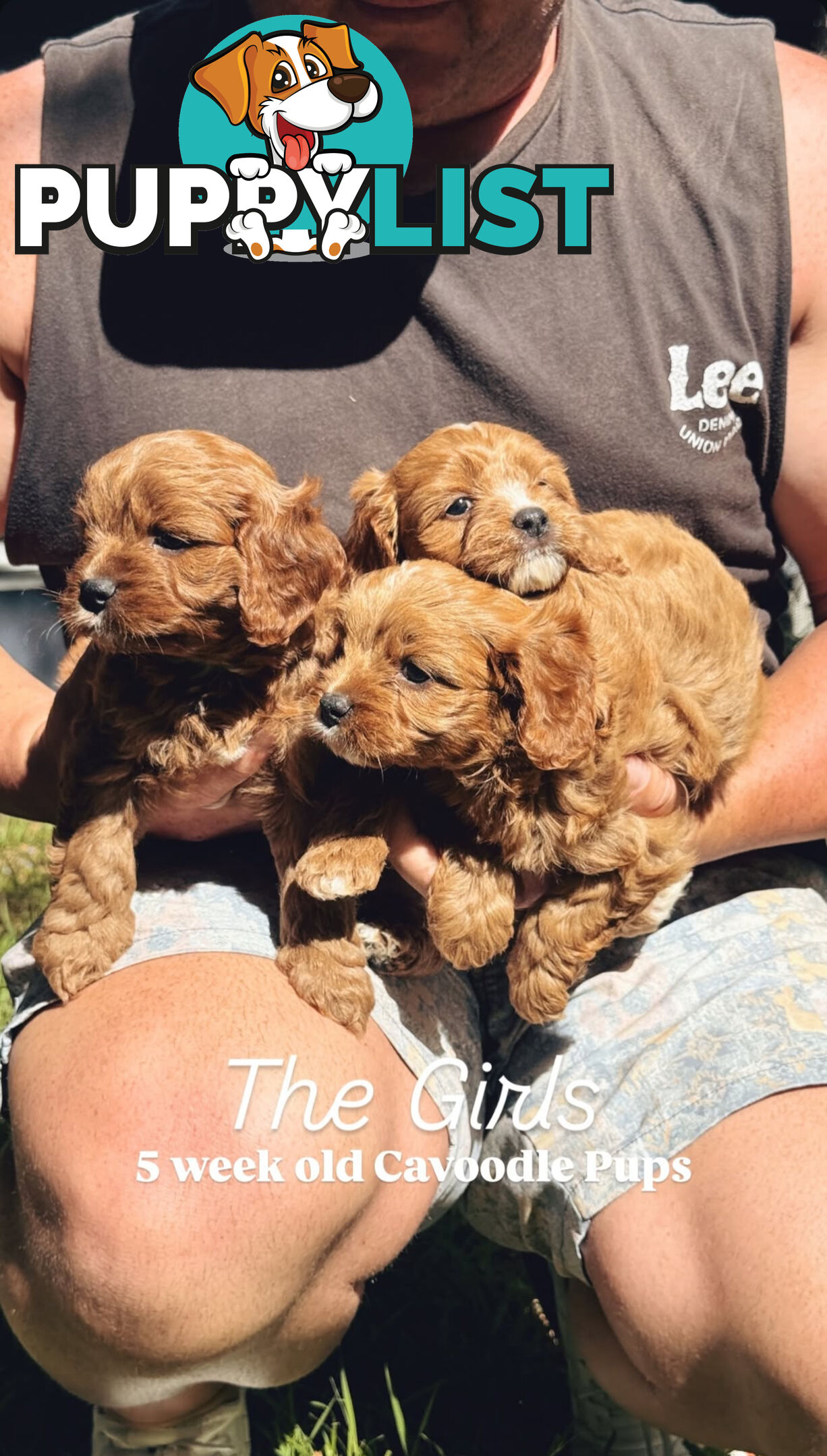 3 girls & 2 boys Cavoodle Puppies