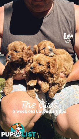 3 girls & 2 boys Cavoodle Puppies