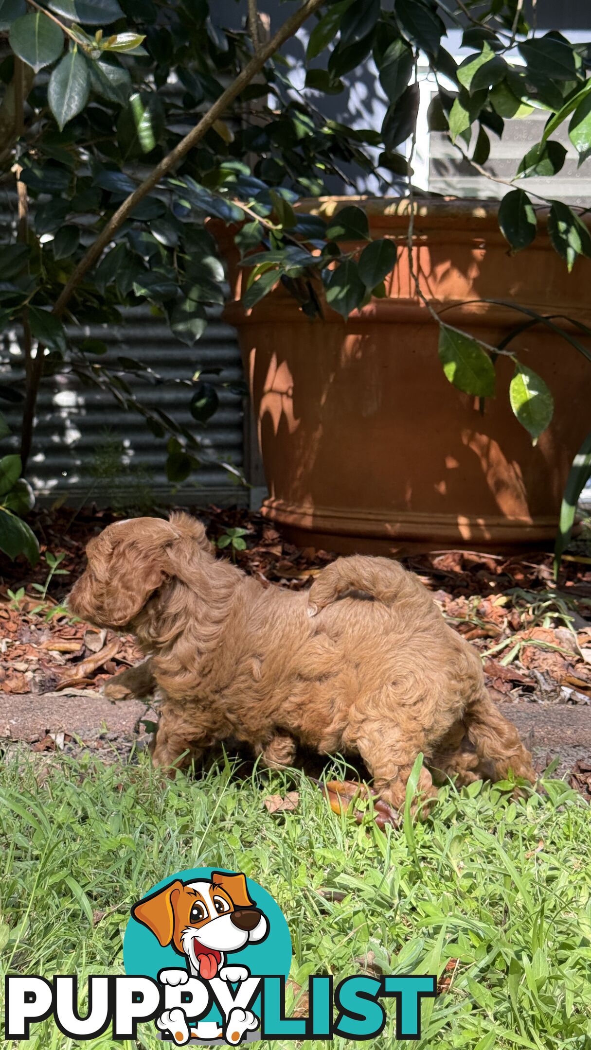 3 girls & 2 boys Cavoodle Puppies