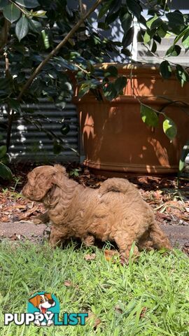 3 girls & 2 boys Cavoodle Puppies