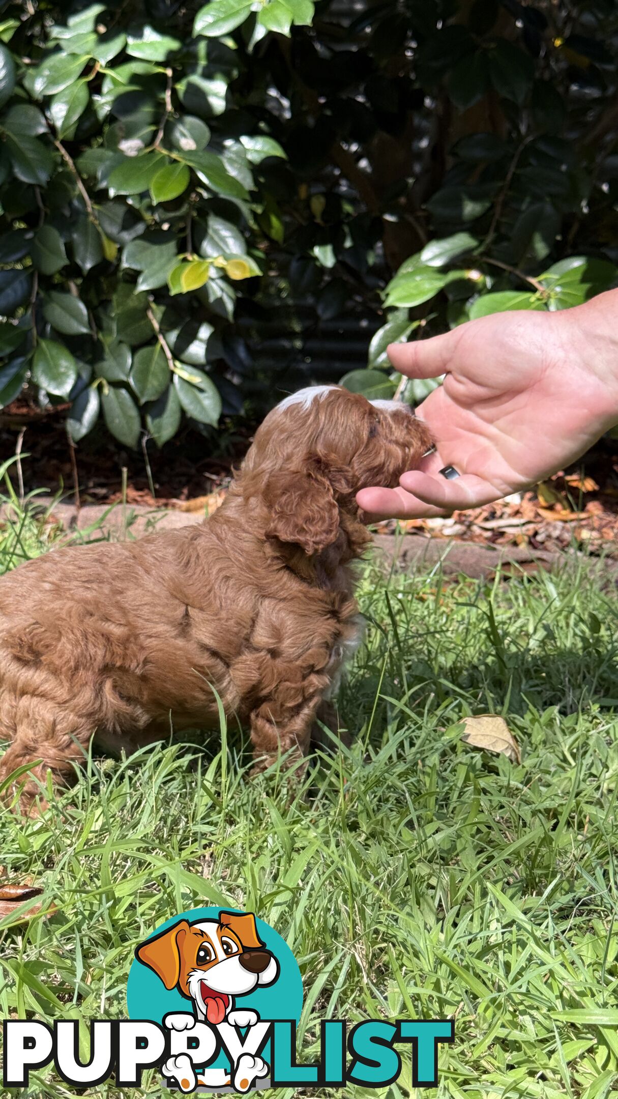 3 girls & 2 boys Cavoodle Puppies