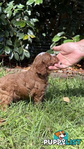 3 girls & 2 boys Cavoodle Puppies