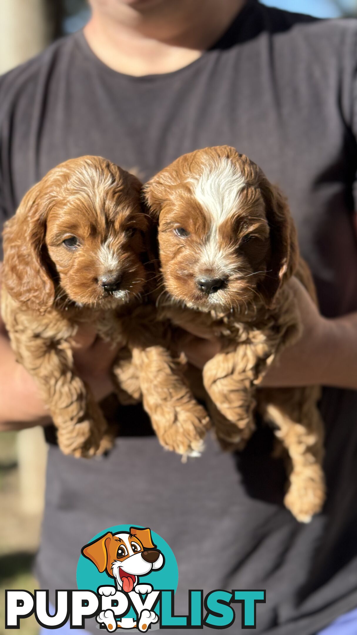 2 Boys & 2 Girls Cavoodle Pups