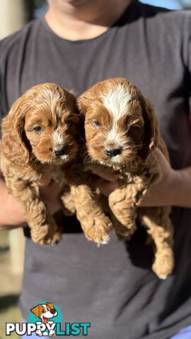 2 Boys & 2 Girls Cavoodle Pups