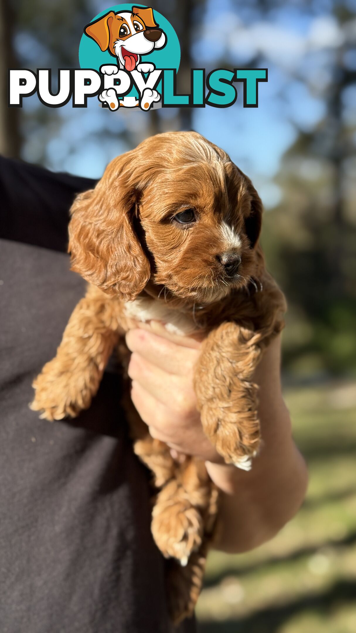 2 Boys & 2 Girls Cavoodle Pups
