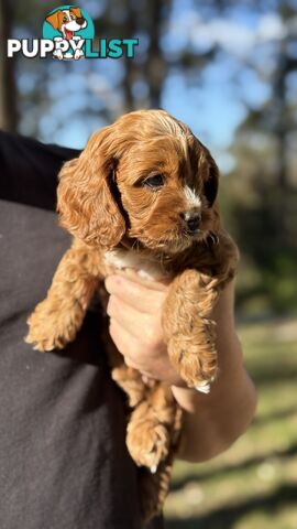 2 Boys & 2 Girls Cavoodle Pups