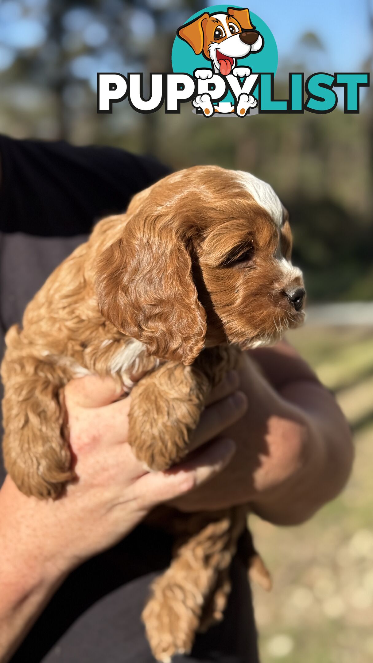 2 Boys & 2 Girls Cavoodle Pups