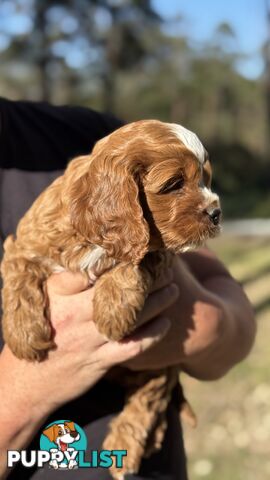 2 Boys & 2 Girls Cavoodle Pups