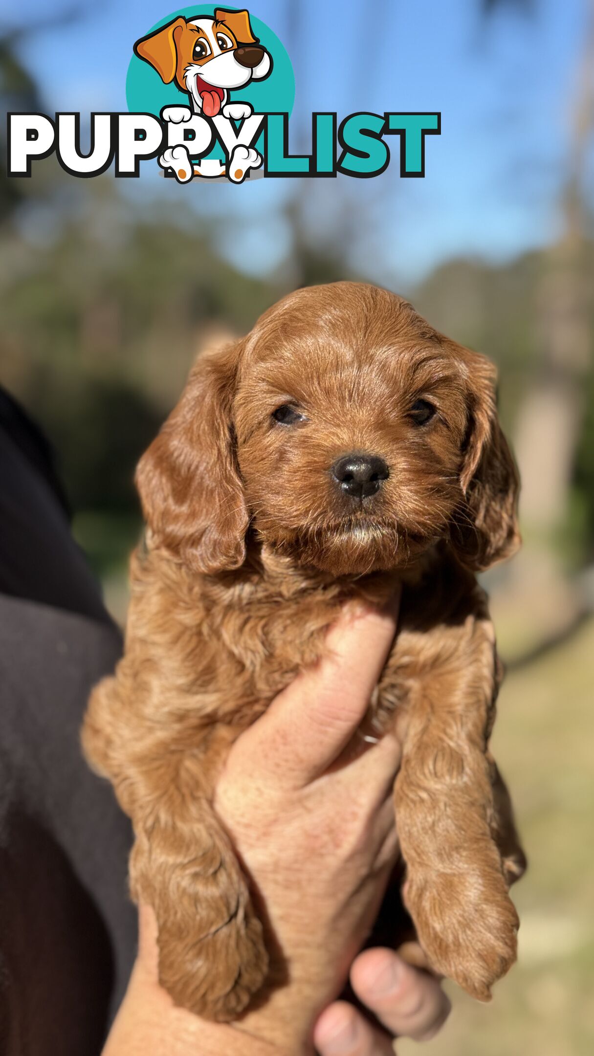 2 Boys & 2 Girls Cavoodle Pups
