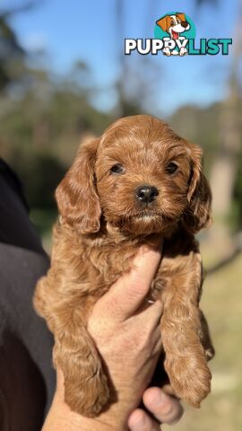 2 Boys & 2 Girls Cavoodle Pups
