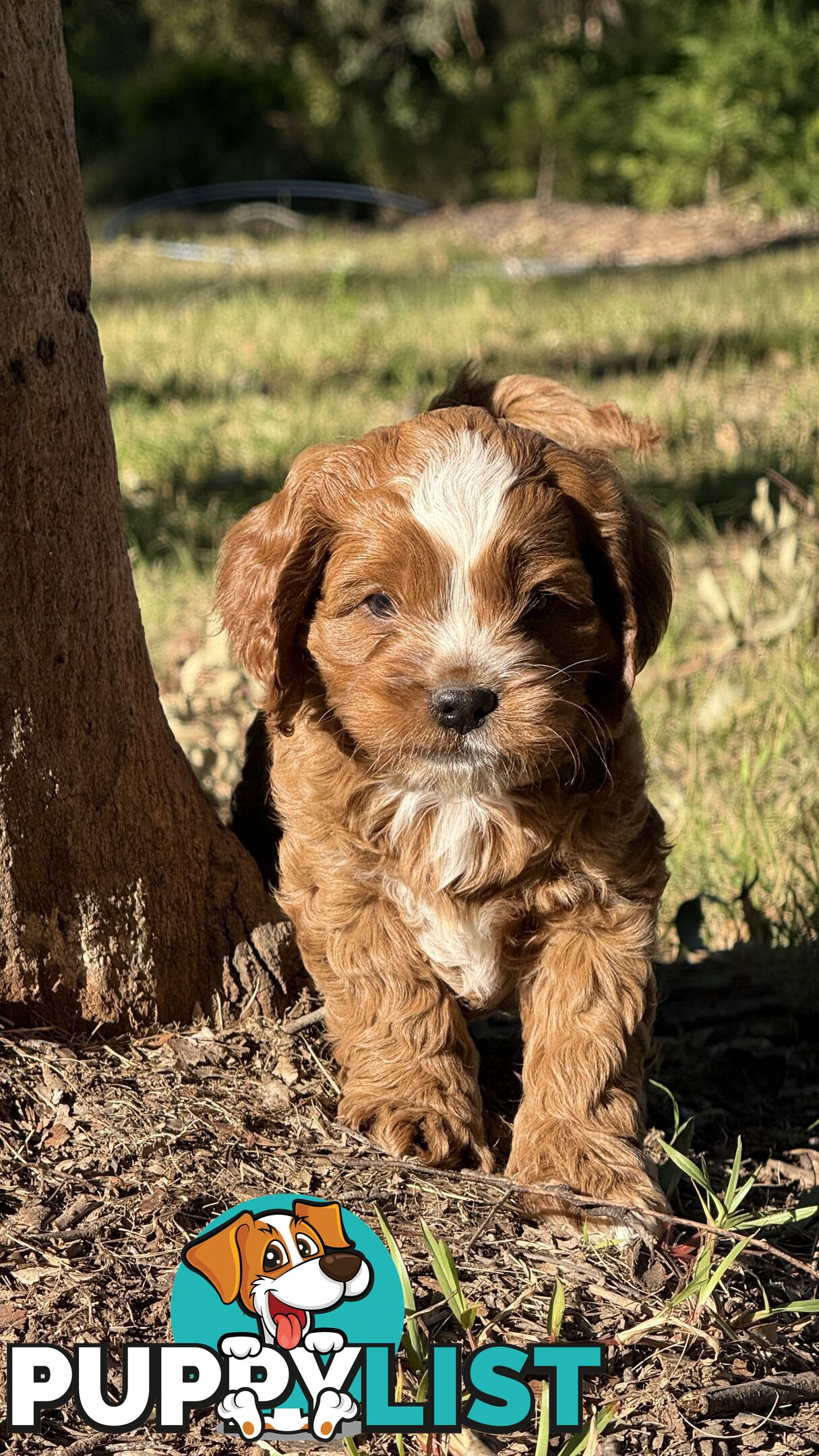 2 Boys & 2 Girls Cavoodle Pups