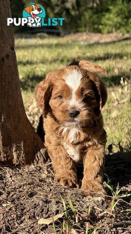 2 Boys & 2 Girls Cavoodle Pups